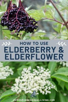 elderberry and elderflower growing in the garden with text overlay