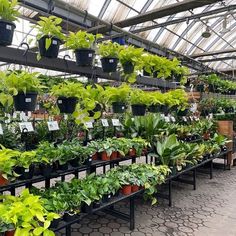 many potted plants are in the greenhouse