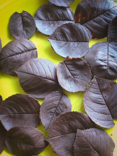 some leaves are laying on a yellow plate