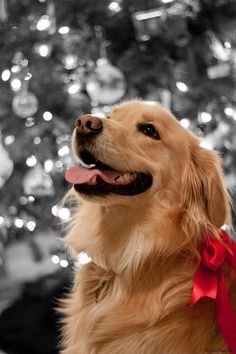 a golden retriever is sitting in front of a christmas tree with its tongue out