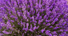 purple flowers are growing in the garden