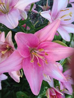 pink flowers are blooming in the garden