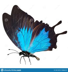 a blue and black butterfly on white background