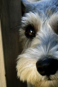 a close up of a dog's face with the caption miniature schnauzers