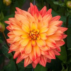 an orange and yellow flower with green leaves