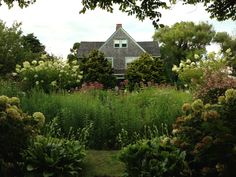 the house is surrounded by lush green plants