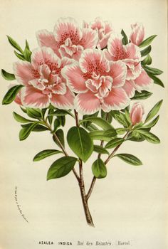 an illustration of pink flowers with green leaves on a white background, from the natural history of america