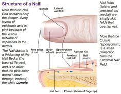 Nail Anatomy, Skin Anatomy, Integumentary System, Toenail Fungus Remedies, Opal Nails, Nail Infection, Fungal Nail, Nail Bed