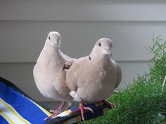 two white birds perched on top of each other