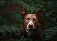 a brown and white dog looking at the camera through some green leaves with its eyes wide open