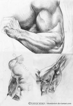 two different views of the arm and shoulder, one showing muscles in black and white