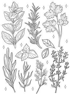 the different types of herbs drawn by hand