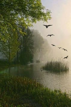 a flock of birds flying over a body of water next to a lush green forest