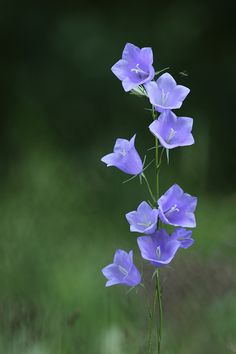 some purple flowers are growing out of the ground in front of a blurry background