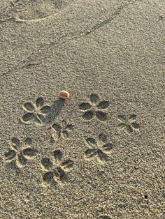 a dog paw prints in the sand with a shell on it's back end