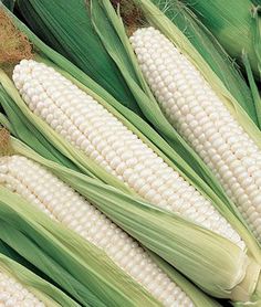 corn on the cob with green and white leaves