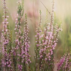 some pink flowers are growing in the grass and one is blurry with light behind them