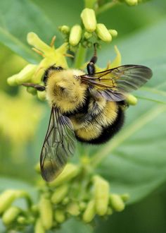 a close up of a bee on a plant with yellow flowers in the back ground