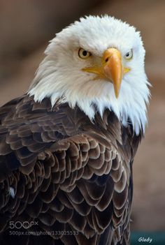 a bald eagle with white and brown feathers