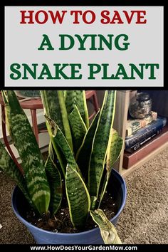 a snake plant in a blue pot with the words how to save a dying snake plant