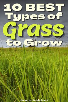 green grass with the words 10 best types of grass to grow