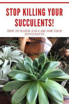 a succulent plant with the words stop killing your succulents how to water and care for your succulents