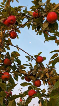 an apple tree filled with lots of ripe apples