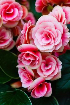 pink flowers with green leaves in the background