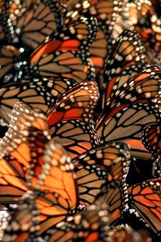 a group of orange and black butterflies