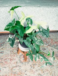 a potted plant sitting on top of a wooden stool