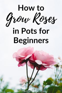 pink flowers with the words how to grow roses in pots for beginners