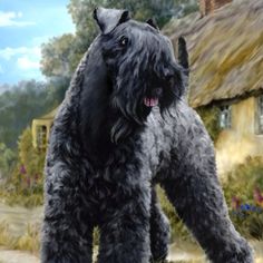 a large black dog standing on top of a grass covered field