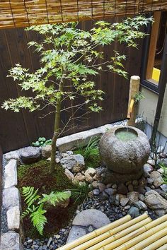 a bonsai tree in a small garden with rocks and plants on the ground next to it