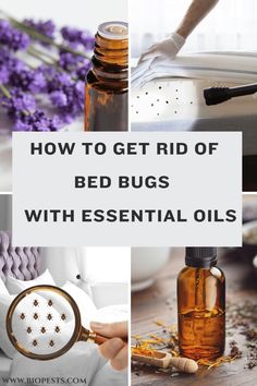 Tired of dealing with bed bugs? Try our easy recipes for homemade essential oil spray for natural pest control. These organic solutions are safe and effective! Take charge of your home today and get a good night's sleep again. #bedbugs #essentialoils #homemadespray Essential Oils Bed Bugs, Bed Bug Spray Essential Oils, Essential Oils For Bed Bugs, Natural Pest Control For Home, Home Made Bug Spray, Essential Oil Bug Spray Recipe, Bed Bugs Essential Oils, Essential Oil Bug Spray, Essential Oil Spray Recipes