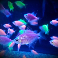 a group of fish swimming in an aquarium with blue and green lights on the side