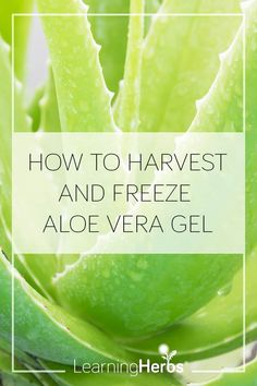 aloe vera plant with text overlay how to harvest and freeze aloe vera gel