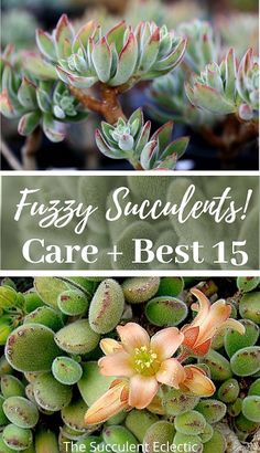 several different plants with the words, frizzy succulents care and best 15