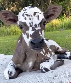 a brown and white cow laying on top of a blanket