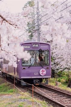 a purple train traveling down tracks next to trees with white flowers on it's branches