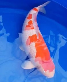 The Most Expensive Koi Fish Ever Sold: A Deep Dive into the World of Luxury Aquatics 3 Platinum Butterfly Koi, Green Koi Fish, Koi Fish Legend, Big Koi Pond, Selective Breeding