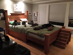 four dogs laying on top of a bed in a bedroom