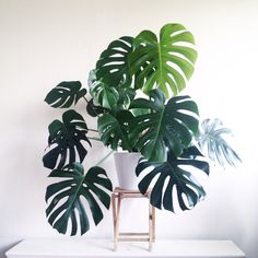 a plant with large leaves in a white pot sitting on a wooden stand next to a wall