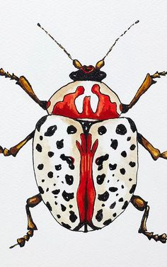 a watercolor drawing of a bug with spots