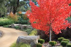 a tree with red leaves in the middle of a park area next to a road