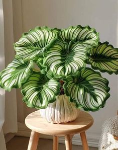 a green and white plant sitting on top of a wooden stool