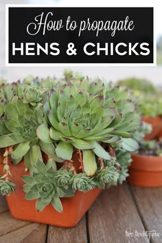 some potted plants with the words how to propagate hens and chicks