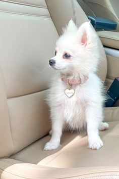 a small white dog sitting in the back seat of a car