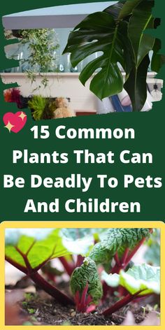 plants that can be deadly to pets and children