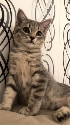 a cat sitting on top of a bed next to a wall