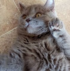 a gray cat laying on its back with it's paw up to the camera